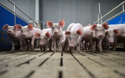 Thế chấp lợn tại ngân hàng, nông dân Trung Quốc được vay hàng chục triệu USD