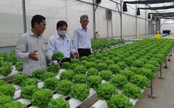 Agribank Đông Long An đồng hành cùng người dân trồng rau an toàn