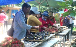 Đồng Nai: Nông dân thu tiền tỷ vì để du khách vào vườn tha hồ hái bưởi, chôm chôm