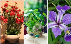 3 loài hoa thịnh vượng, điềm lành và sung túc trồng trong nhà không phải ai cũng biết