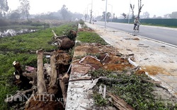 Hàng sấu mới trồng chết đồng loạt ở đường Sa Đôi: Lãnh đạo quận Nam Từ Liêm nói gì?