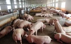 Nhà đầu tư bỏ cọc, SCIC “hụt” vụ trăm tỷ tại công ty chăn nuôi lợn?