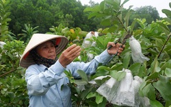 Tuyên Quang: Nông dân thoát nghèo, vươn lên khá giả nhờ được vay vốn từ ngân hàng này