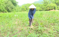 Sau phản ánh của Dân Việt, Bắc Kạn phản hồi gì về gừng dự án không chịu mọc?