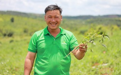 Đắk Nông: Nông dân thành tỷ phú nhờ trồng khoai lang Nhật Bản và trang trại trồng cây sâm lạ mà quen