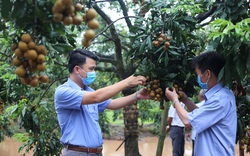 Hà Nội “bày kế” tiêu thụ hơn 10.000 tấn nhãn chín muộn