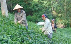 Thái Nguyên: Nơi duy nhất miền núi phía Bắc không còn xã dưới 10 tiêu chí 