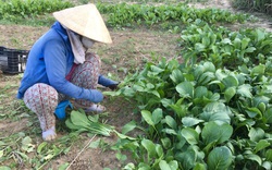 Đà Nẵng: Đáng buồn, hậu dịch Covid-19, 10 ngàn 3 bó rau rau to bự mà không ai mua cho nông dân