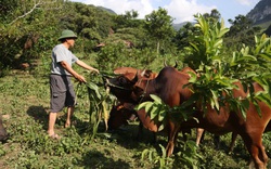 Về với những nương vườn trồng cây thuốc phiện năm xưa