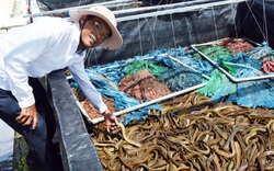 Bạc Liêu: Chàng tỷ phú nông dân nuôi la liệt cá, tôm "độc, lạ" bắt bán cả trăm tấn mà phát tài
