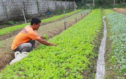 Hà Tĩnh: Bí thư chi bộ 7X tâm huyết xây dựng nông thôn mới