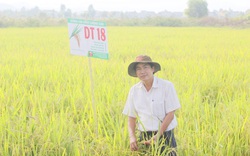 Quảng Bình: Lúa DT18 chịu rét, chống đổ tốt, năng suất hơn 70 tạ/ha
