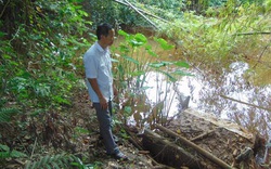 Thái Nguyên: Nước ao đổi màu, cá chết hàng loạt, nghi do nhiễm độc nguồn nước