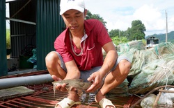 Hà Giang: Nuôi đàn cá đặc sản trên sông Lô, giá 450.000 đồng/kg mà thương lái hỏi mua tới tấp