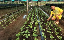 Bình Định: Ai đời dùng rau răm, mồng tơi, đậu bắp,... chế thuốc trị bệnh cho rau, thế mà rau cứ lớn vùn vụt