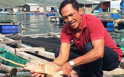 Khánh Hoà: Ông nông dân nuôi cá đặc sản, tôm hùm to bự mà làm nên cơ nghiệp tỷ phú