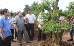 Thái Bình: Ở nơi này, nông dân làm giàu nhờ trồng cây đào