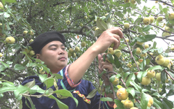 Yên Bái: Trước là quả dại lên rừng mới có, nay thành đặc sản trà táo mèo, ai cũng khen ngon