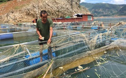Nông dân vùng lòng hồ sông Đà khấm khá nhờ nuôi cá lồng