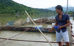 Hà Giang: Đầu tư 15 tỷ giúp nông dân nuôi cá lồng đặc sản, quy mô 1.000 lồng