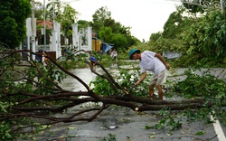 TT-Huế: Chuyên viên phòng giáo dục tử vong vì cây gãy do bão đè trúng 