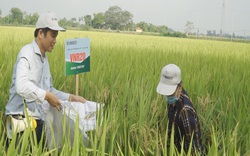 Giống lúa đặc biệt mới, có khả năng chống chịu sâu bệnh, giúp người nông dân yên tâm sản xuất