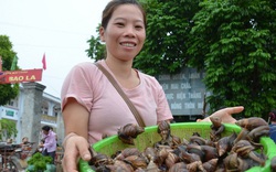 Vì sao loài ốc có bộ râu dài nhiều người phát khiếp, ở đây lại thành đặc sản "tốn rượu", bán đắt hàng?