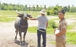 Bắt nhóm chuyên dùng xe tải trộm trâu, bò