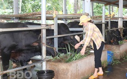 Bình Định: Làm chung 1 nghề nuôi vỗ béo những con bò to lớn, cả làng này ngày càng thịnh vượng