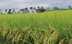 Phú Thọ: Vụ lúa mùa thành công chưa từng thấy, ruộng nào cũng tốt bời bời, "ăn chắc" 7 tấn/ha