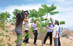 Ninh Thuận: Thanh thất là loài cây gì mà đến dê, cừu cũng không "dám" cắn, phá?