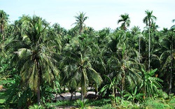 Bình Thuận: Cả làng sống khoẻ re nhờ trồng dừa cho trái quanh năm