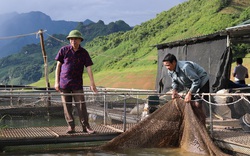 Thả đàn cá đặc sản xuống lòng hồ sông Đà, nhiều hộ thiếu ăn thiếu mặc nay có trăm triệu/năm