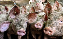 Trung Quốc cấm nhập khẩu thịt lợn từ Đức: Động thái bất ngờ làm "choáng" cả châu Âu