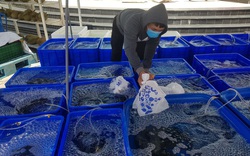 Cả ngàn tấn cá mú bí đầu ra, giá giảm một nửa vẫn khó "giải cứu"
