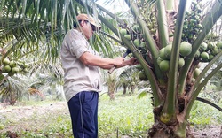 Bến Tre: Ông nông dân này trồng giống dừa gì mà cây lùn tịt đã ra trái quá trời, vừa bán xong 1.500 trái