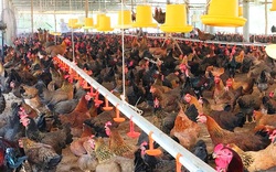 Bình Định: “Chi viện” 42.000 con gà giống, thực hiện mô hình nuôi gà an toàn sinh học