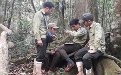 Bảo vệ và phát triển rừng ở Quảng Nam: Tăng giám sát chi trả dịch vụ môi trường rừng