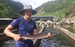 "Chỉ huy" hàng vạn con cá “quý tộc” không xương, nông dân 9X tỉnh Lai Châu thu cả tỷ đồng