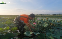 Kỳ công mang sen hồ Tây về Nghệ An trồng trái mùa, chàng kỹ sư Công nghệ thông tin thu bộn tiền