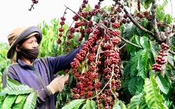 Nông nghiệp miền Trung - Tây Nguyên: Cần “cú hích” để tạo đột phá