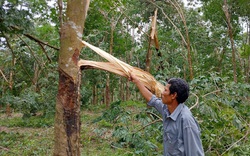 Khốn khổ, bão số 5 quét qua, 1 xã của tỉnh Thừa Thiên Huế "bay" mất 100 tỷ từ loài cây này