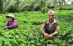 Hậu Giang: Tình cờ mang loài cây lạ về trồng, ra thứ hoa đặc sản, mỗi ngày kiếm 400-500 ngàn đồng