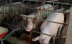 Xây dựng chuỗi cơ sở sản xuất chăn nuôi phòng dịch tả lợn châu Phi