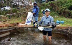 Bình Định: Nuôi thứ cá đặc sản nhìn như tàu ngầm, "vắt" lấy trứng bán đắt như vàng