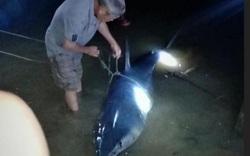 Tin tức 24h qua: Cá mập khủng dạt vào bờ sông Bến Hải