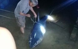 Cá nặng 2 tạ nghi cá mập xanh dạt vào bờ biển Quảng Trị