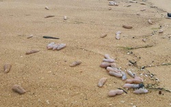 Con vật nhìn như củ khoai nằm la liệt ở bờ biển tỉnh Thừa Thiên Huế là loài gì mà dân đổ xô đi nhặt?