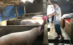 Nông dân Bình Định “mạnh tay” tái đàn lợn, giá lợn hơi 74.000 đồng/kg vẫn lãi cao