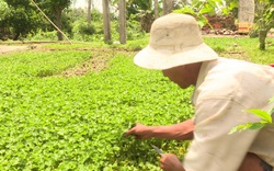 Trồng rau má quanh nhà, mỗi năm thu nhập hàng trăm triệu đồng